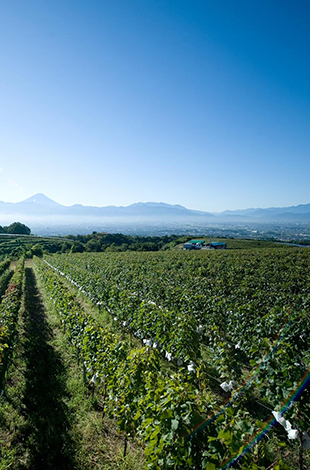 Palace Hotel Tokyo Collaboration Event Grand Kitchen Japanese Wine Journey Suntory Tominooka Winery II T2 | © 美しい国の、美しい一日がある。2024 Palace Hotel Tokyo Collaboration Event Grand Kitchen Japanese Wine Journey Suntory Tominooka Winery II T2 | © 美しい国の、美しい一日がある。2024