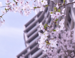 Palace Hotel Tokyo – Sakura – F2