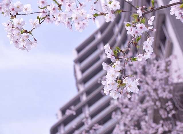 Palace Hotel Tokyo – Sakura – H2